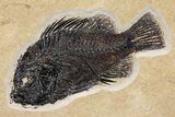 Fossil Fish (Cockerellites) With Seven Diplomystus Hatchlings #158601-1